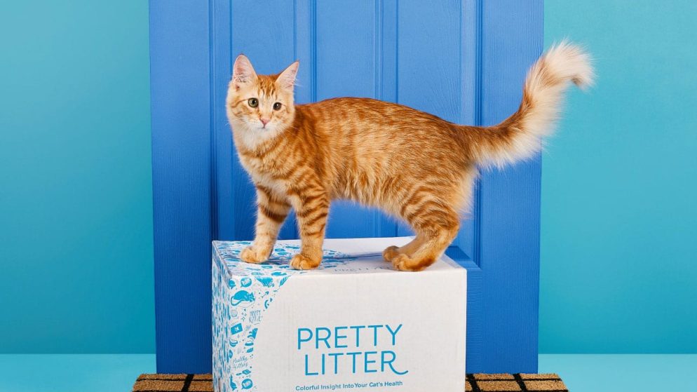 Is Pretty Litter the Best Choice for Your Cat? Read Our Review